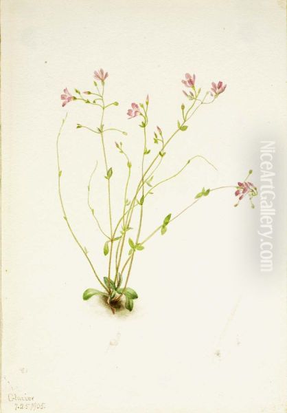 Naiad Spring Beauty (Claytonia parvifolia) - view 1