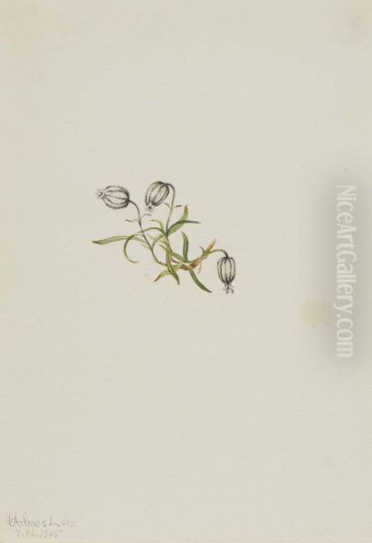 Nodding Campion (Lychnis apetala) - view 1