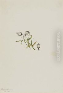 Nodding Campion (Lychnis apetala)