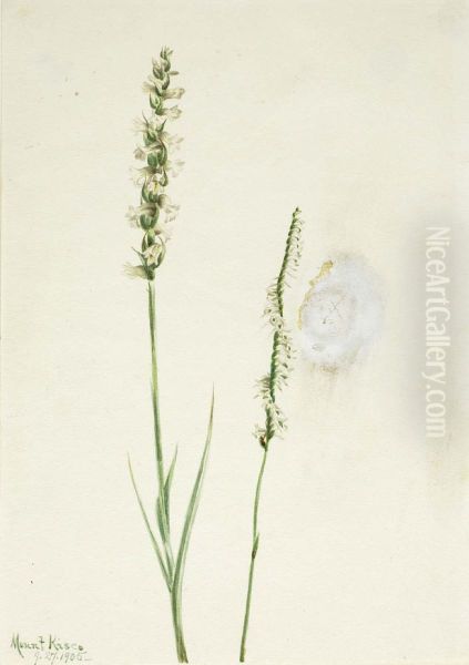 Nodding Ladies-Tresses (Ibidium cernum) - view 1