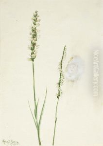 Nodding Ladies-Tresses (Ibidium cernum)