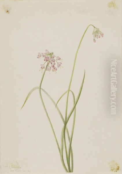 Nodding Onion (Allium cernuum) - view 1