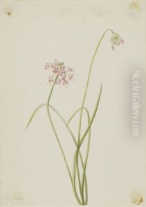 Nodding Onion (Allium cernuum) by Mary Vaux Walcott