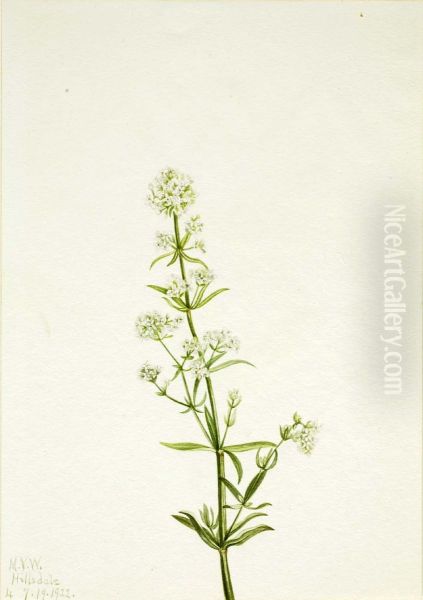 Northern Bedstraw (Galium boreale) - view 1