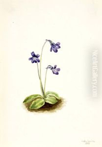 Northern Butterwort (Pinguicula vulgaris) by Mary Vaux Walcott