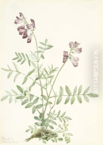 Northern Hedysarum (Hedysarum boreale) by Mary Vaux Walcott
