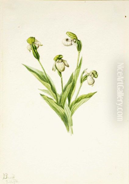 Northern Lady's Slipper (Cypripedium passerinum) - view 1