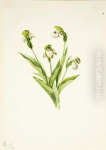 Northern Lady's Slipper (Cypripedium passerinum) by Mary Vaux Walcott