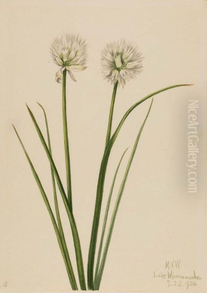 Northern Onion (Allium sibiricum) - view 1