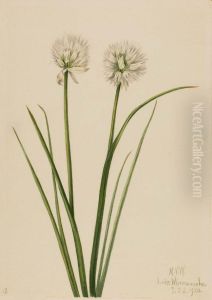 Northern Onion (Allium sibiricum)