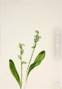 One-Leaf-Bog-Orchid (Habenaria obtusata)