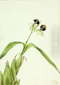 Orchid (Epidendrum cochleatum) by Mary Vaux Walcott