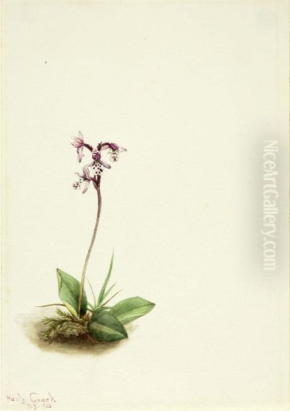 Orchis (Orchis rotundifolia) - view 1