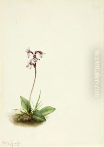 Orchis (Orchis rotundifolia)