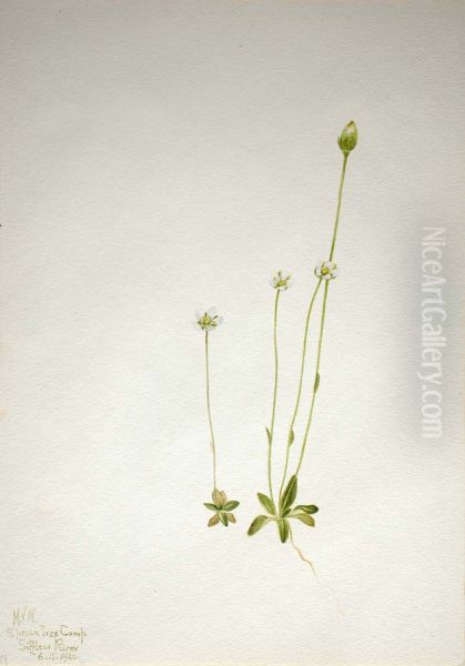 Oxytropis aepicola - view 1