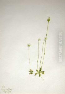 Oxytropis aepicola by Mary Vaux Walcott