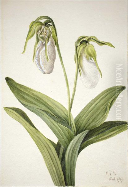 Pale Lady's Slipper (Cypridedium acaule) - view 1