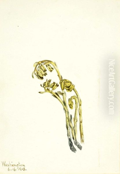 Pale Pinesap (Hypopitys americana) - view 1