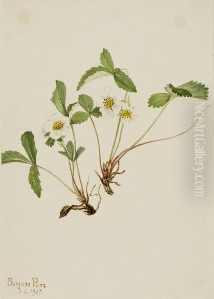 Pale Strawberry (Fragaria glauca) - view 1