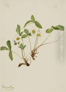 Pale Strawberry (Fragaria glauca) by Mary Vaux Walcott