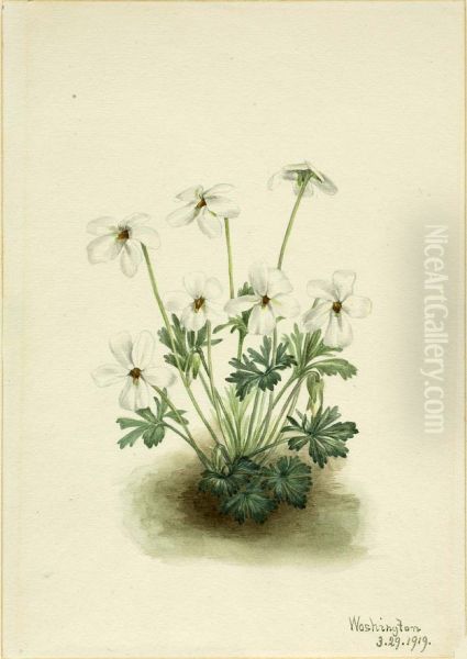 Pansy Violet (Viola pedata) - view 1