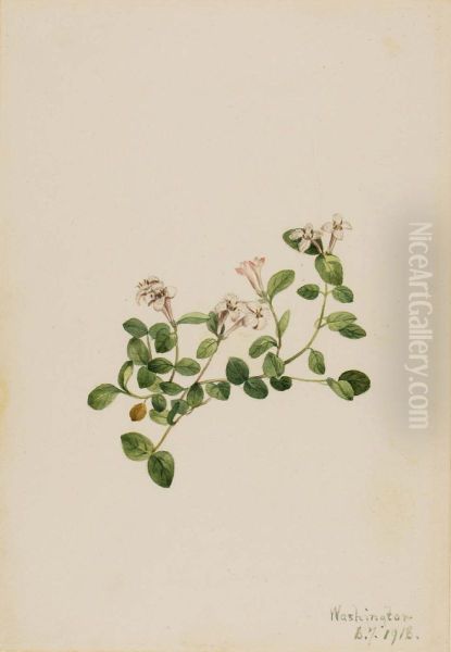 Partridgeberry (Mitchella repena) - view 1