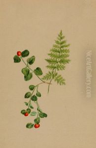 Partridgeberry (Mitchella repens)