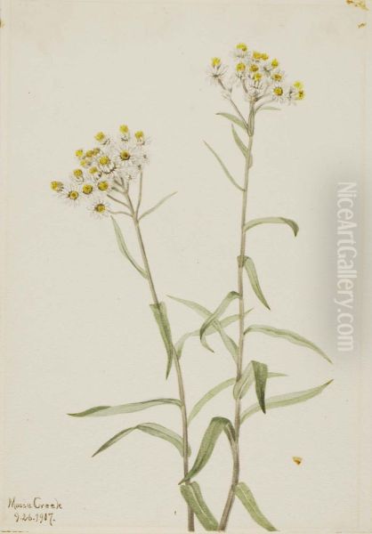 Pearl Everlasting (Anaphalis margaritacea) - view 1