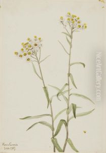 Pearl Everlasting (Anaphalis margaritacea)