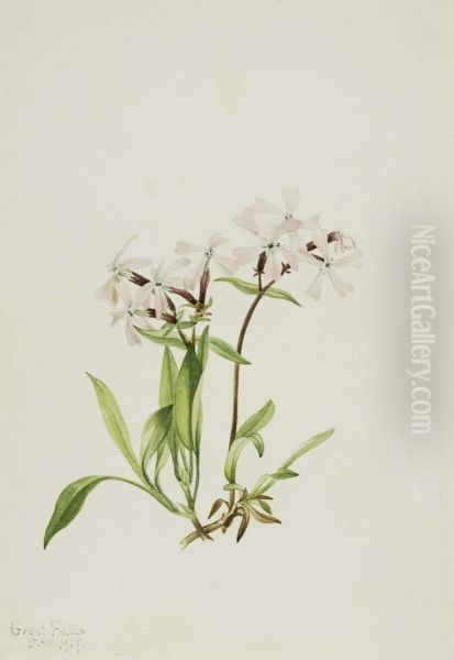 Peatpink (Silene caroliniana) - view 1