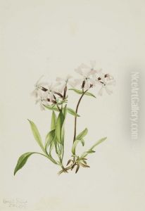 Peatpink (Silene caroliniana) Peatpink (Silene caroliniana)