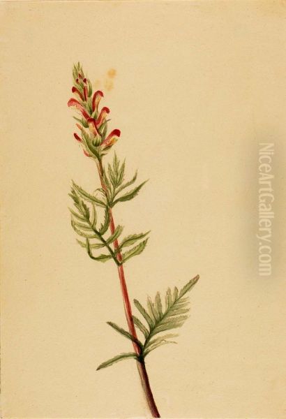 Pedicularis bracteosa - view 1
