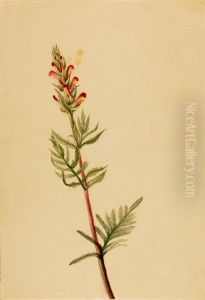 Pedicularis bracteosa by Mary Vaux Walcott