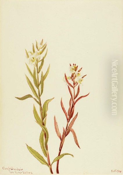 Pedicularis raremosa - view 1