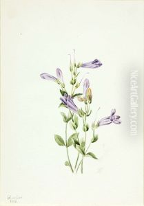 Penstemon (Penstimon fruiticosus) by Mary Vaux Walcott