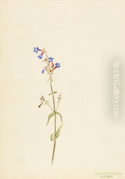Pentstemon (Pentstemon procerus) - view 1