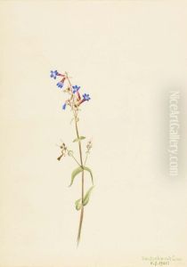 Pentstemon (Pentstemon procerus) by Mary Vaux Walcott