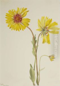 Perennial Gaillardia (Gaillardia aristata)