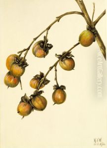 Persimmon (Diospyros virginiana) Persimmon (Diospyros virginiana)