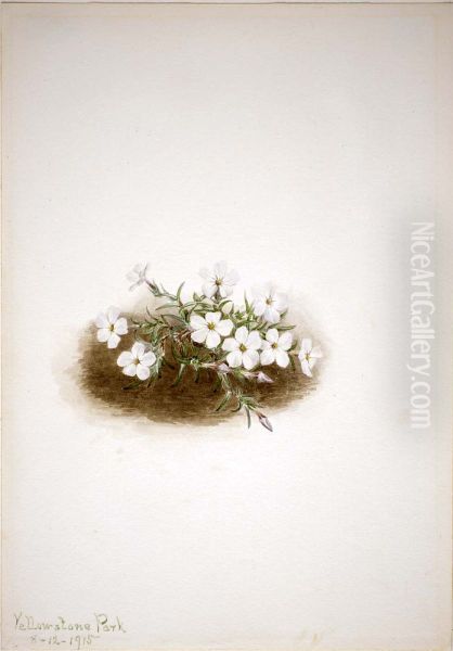 Phlox - view 1