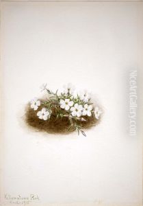 Phlox by Mary Vaux Walcott