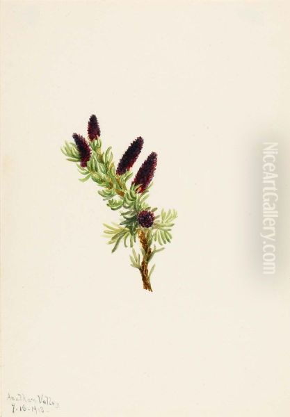 Picea engelmanni - view 1