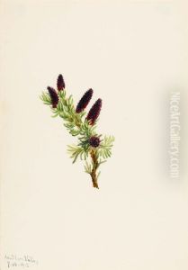 Picea engelmanni by Mary Vaux Walcott