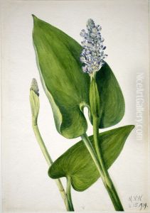 Pickerelweed (Pontederia cordata) by Mary Vaux Walcott