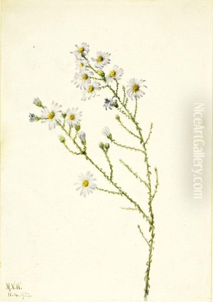 Pineland Aster (Aster squarrosus) - view 1