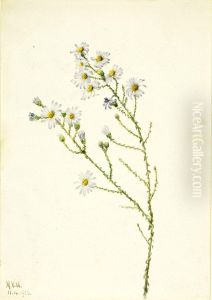 Pineland Aster (Aster squarrosus)