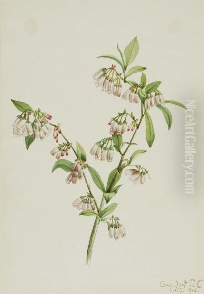 Pineland Blueberry (Vaccinium tenellum) - view 1