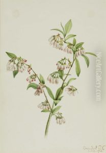 Pineland Blueberry (Vaccinium tenellum)