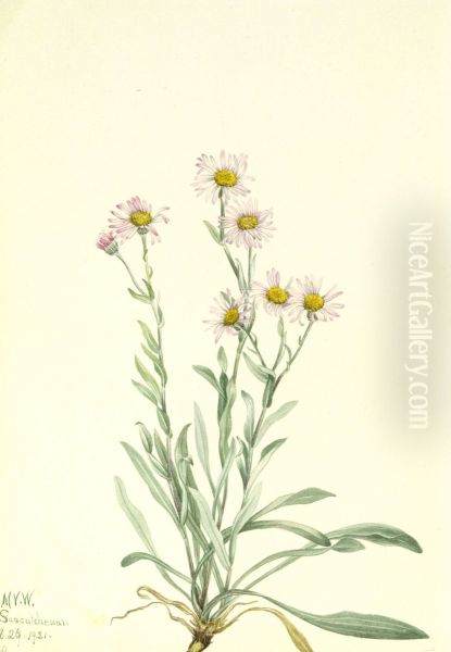 Pink Fleabane (Erigeron caespitosus) - view 1