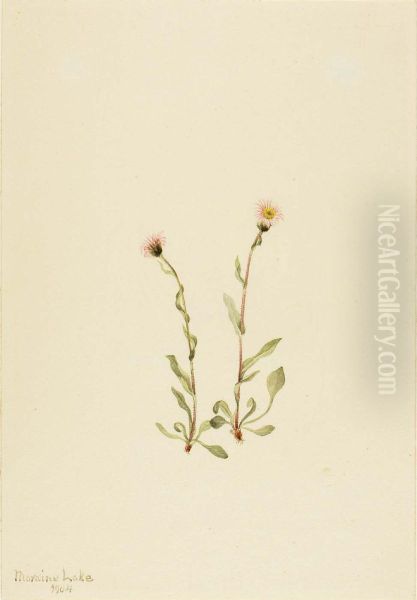 Pink Fleabane (Erigeron jucundus) - view 1